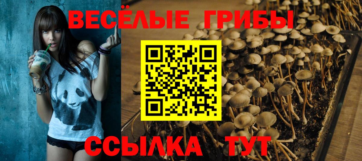 Псилоцибиновые грибы мицелий Минусинск